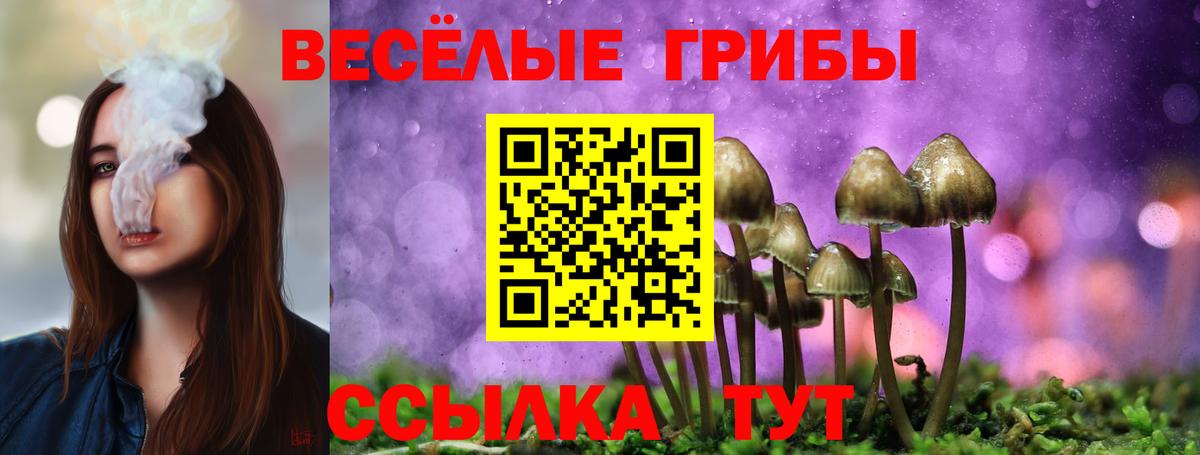 Псилоцибиновые грибы Psilocybe Бузулук